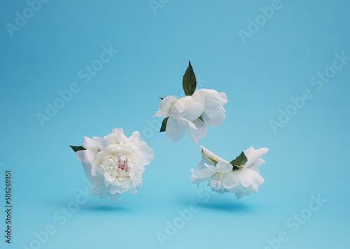 Fresh white spring flowers making scene with soft shadows on pastel blue background. Nature composition.