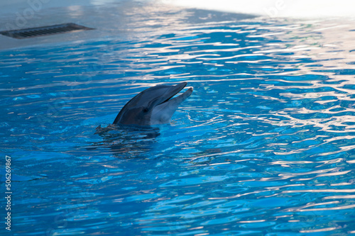 Trained dolphins perform in blue pool in front of tourists at water show