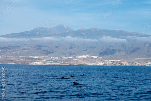 Whales watching from boat  spotted family of whales near coast of Tenerife  Canary islands  Spain