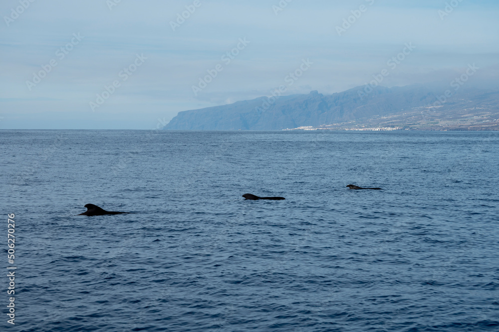 Obraz premium Whales watching from boat, spotted family of whales near coast of Tenerife, Canary islands, Spain