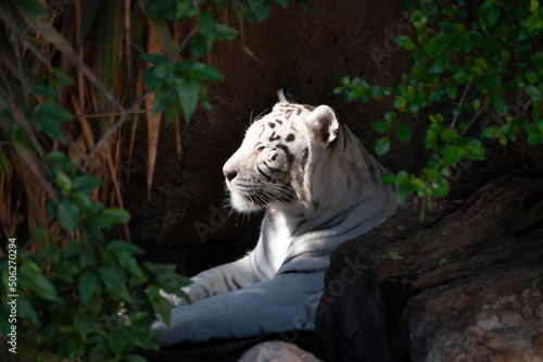 Adult white tiger resting in garden on sunlights