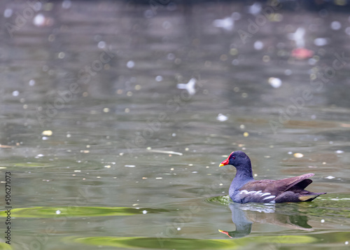 Schilderij op canvas A Eurasian water hen in lake
