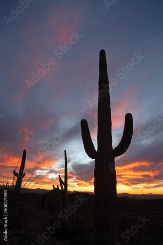 Saguaro cacti silhouetted by sunset