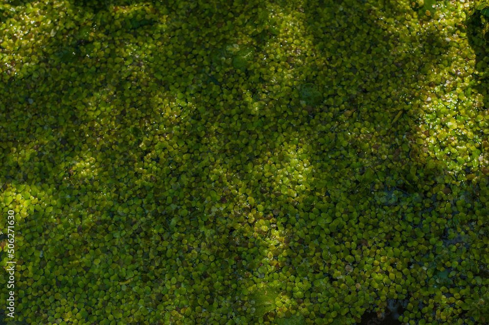 Texture of green small duckweed. Small green leaves float on the surface of the pond. Texture of green small duckweed. Small green leaves float on the surface of the pond.