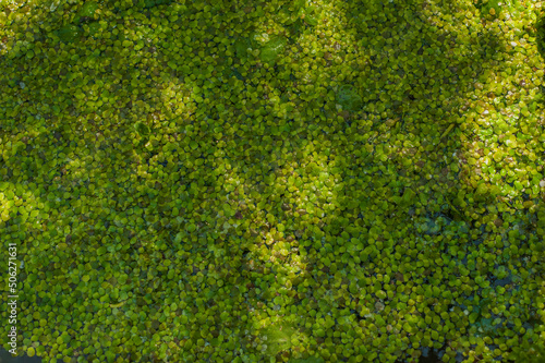 Texture of green small duckweed. Small green leaves float on the surface of the pond.