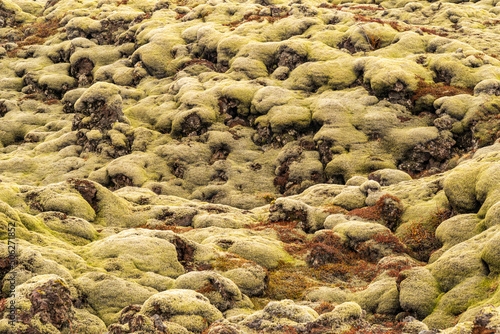 Icelandic moss background texture, full frame close-up of moss-covered volcanic lava rocks, Eldhraun lava field, Iceland