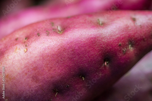 human, important, staple food, sweet potato,