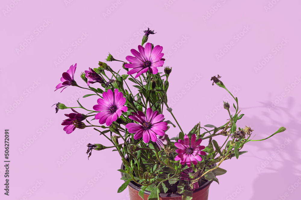 Obraz premium Purple African Daisy flowers in a pot