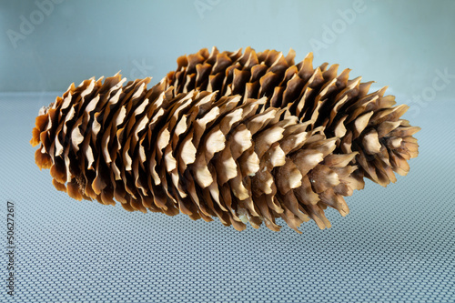 A branch of a spruce tree with a large long cone close-up.