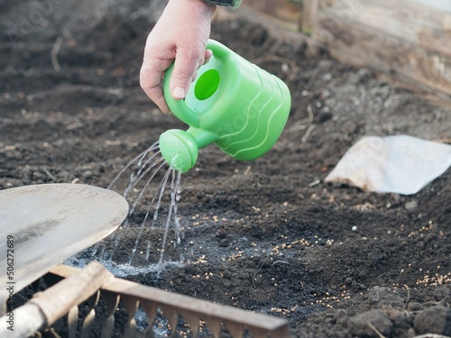 Wallpaper Mural Watering from a watering can by hand freshly planted coriander seeds in early spring. Torontodigital.ca