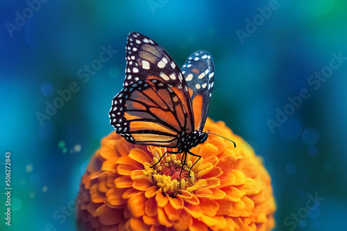 Fototapeta Monarch butterfly and orange flower in the summer garden.