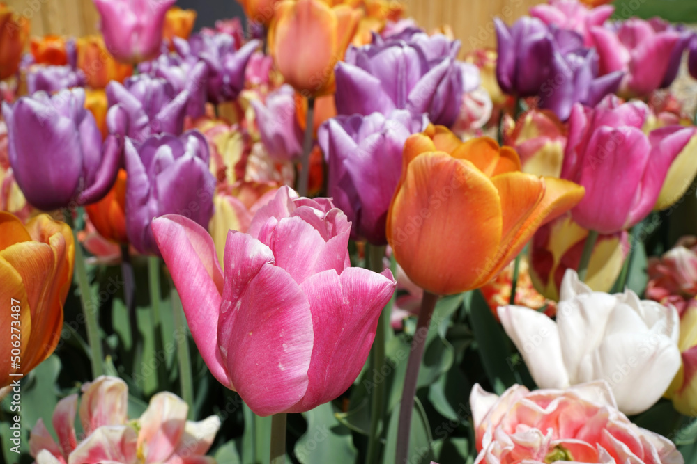 Obraz premium Cheerful coloured mix of late blooming tulips. There is pink, purple, orange and white in the mixture