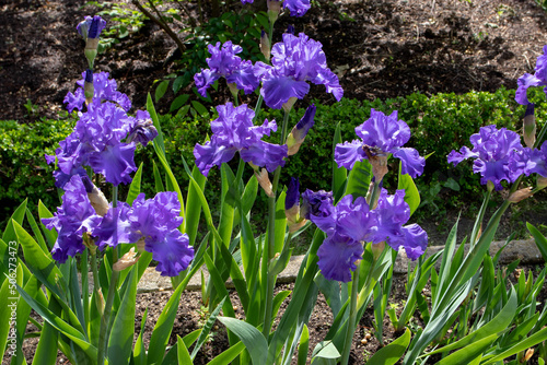 Bearded iris cultivar with total blue flowers.