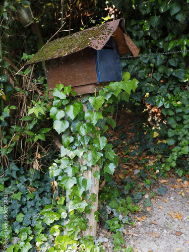 Rustic mailbox among shrubs and ivy.