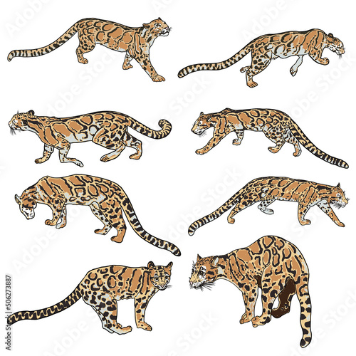 Leopard set, wild cat drawing, Clouded leopard from Himalayan. Hand drawn wildcat hunting. Vector.