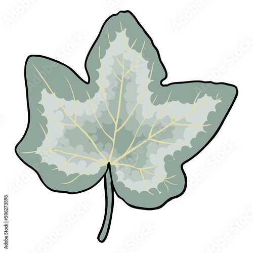 Green ivy creeper leaf, green hand drawing of the leaves. Climbing Ivy botanical vine floral lush. Vector.