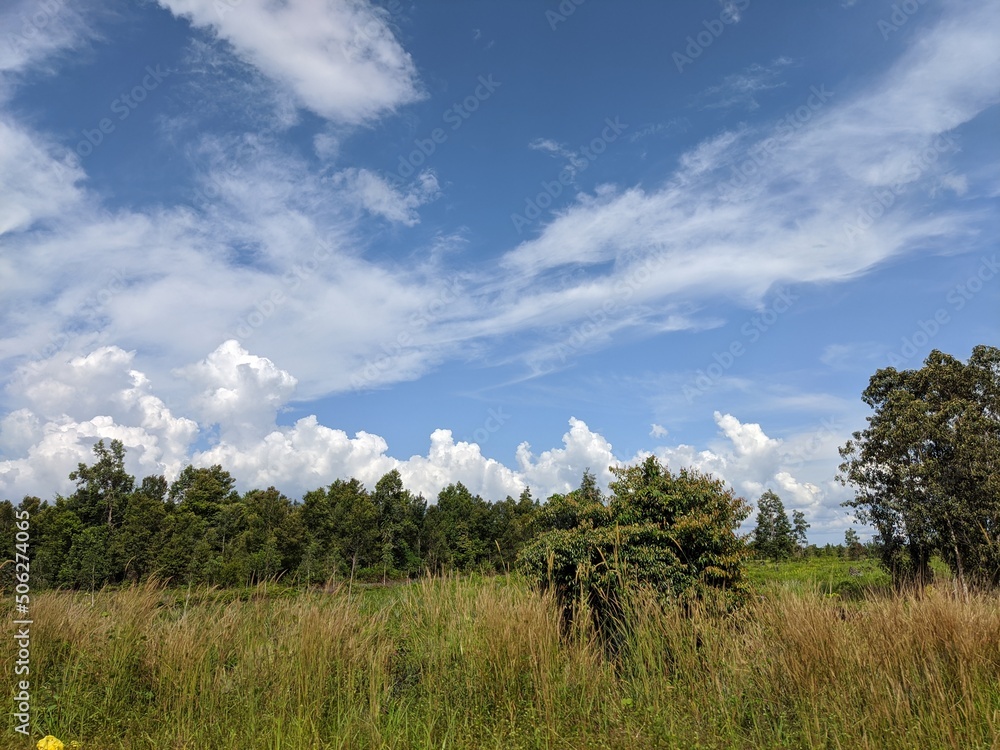 Obraz premium the cool scenery of green nature