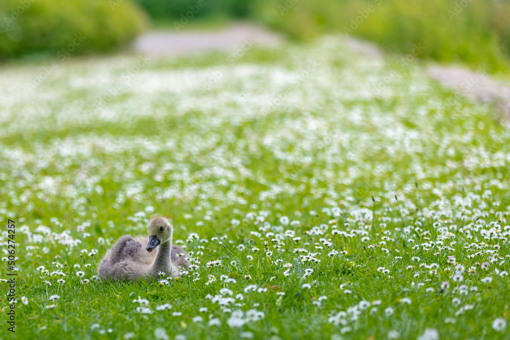 goose on the meadow goose on the meadow