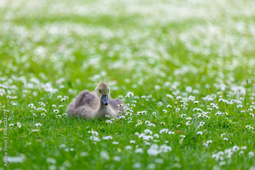 goose on the meadow goose on the meadow