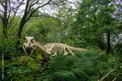 Skelet of dinosaur in forest photo