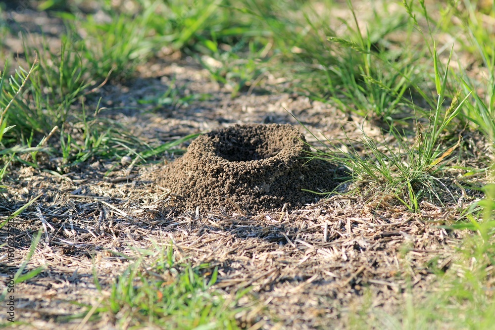Entrance to the anthill in a forest clearing close-up Entrance to the anthill in a forest clearing close-up