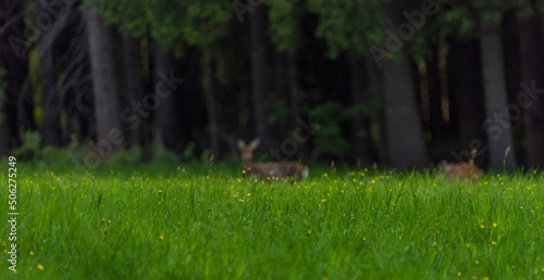 Female roe deer on green spring meadow near forest