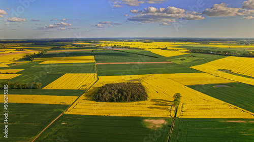 Pola rzepak Polska rolnictwo wieś © Artrur