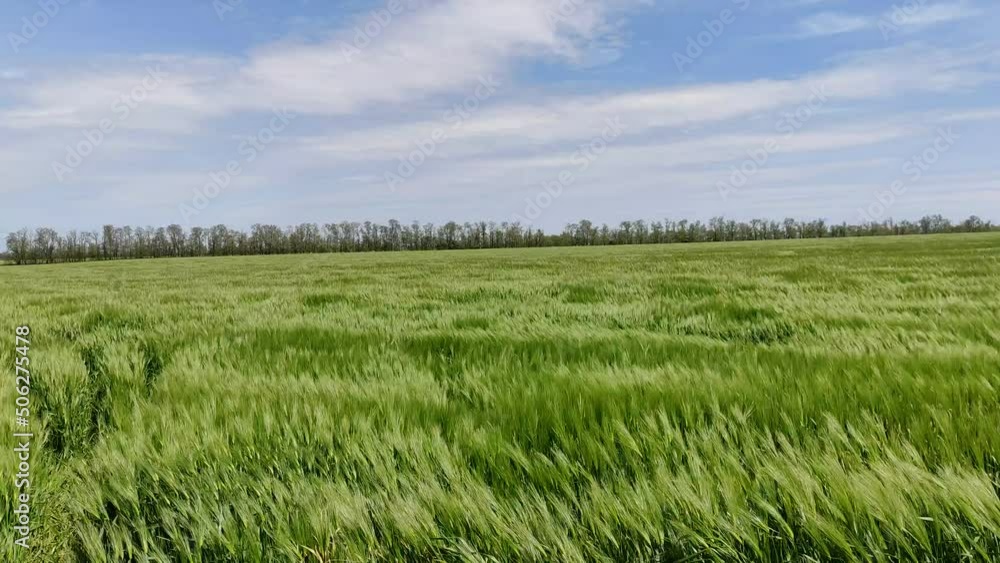 Green wheat sways in the wind. A field of green wheat goes in waves in the wind Green wheat sways in the wind. A field of green wheat goes in waves in the wind