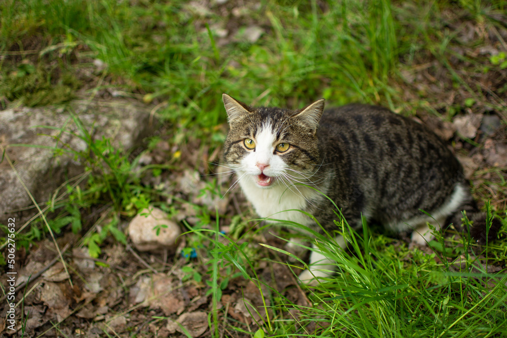 An upward-facing stray cat with its mouth open.