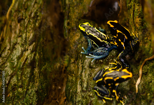 Dyeing Poison-arrow frog Dendrobates tinctorius photo