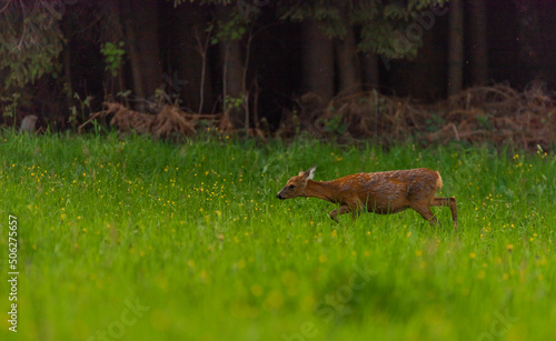 Female roe deer on green spring meadow near forest