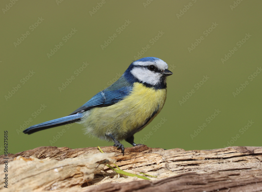 Obraz premium blue tit