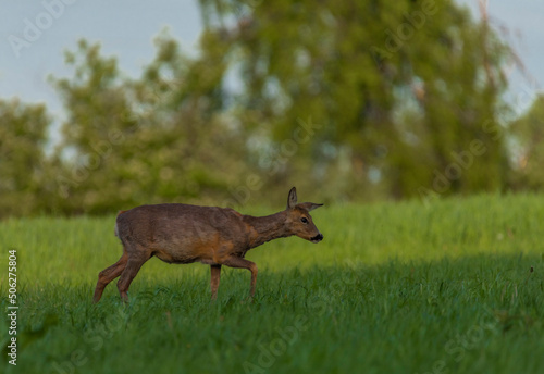Fototapeta Naklejka Na Ścianę i Meble -  Female roe deer on green spring meadow near forest