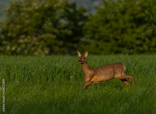 Female roe deer on green spring meadow near forest