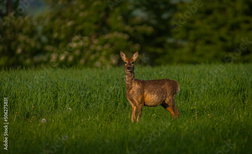 Female roe deer on green spring meadow near forest © luzkovyvagon.cz