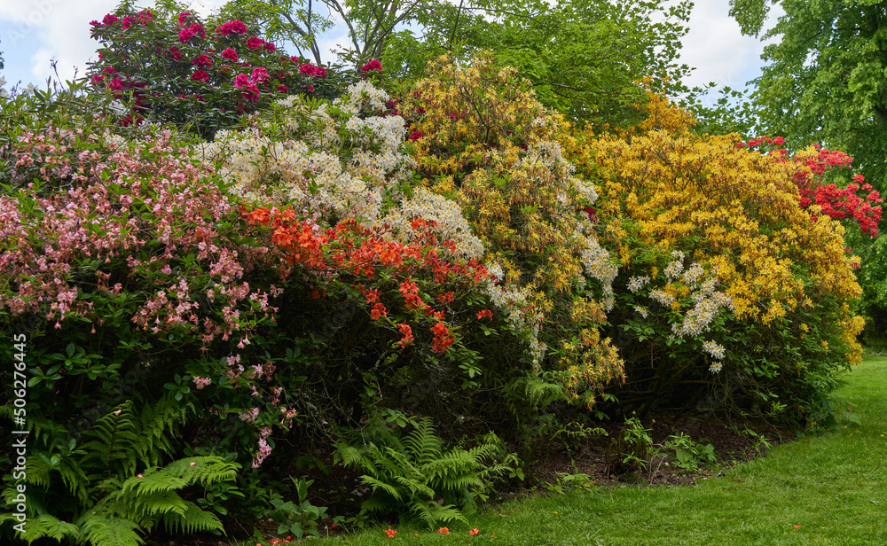 Mixed color Rhododendron bush example
