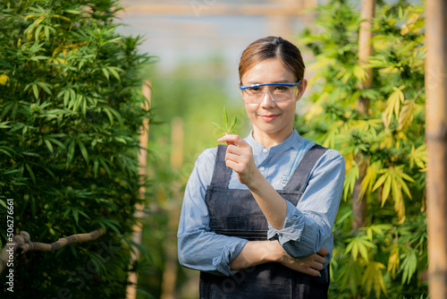 Portrait of a professional farmer working in a hemp field. They are checking the plants. Alternative medicine and the concept of cannabis