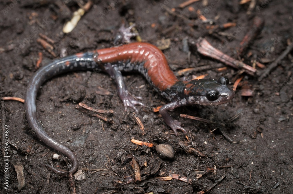 Yonahlossee salamander field guide macro portrait Yonahlossee salamander field guide macro portrait