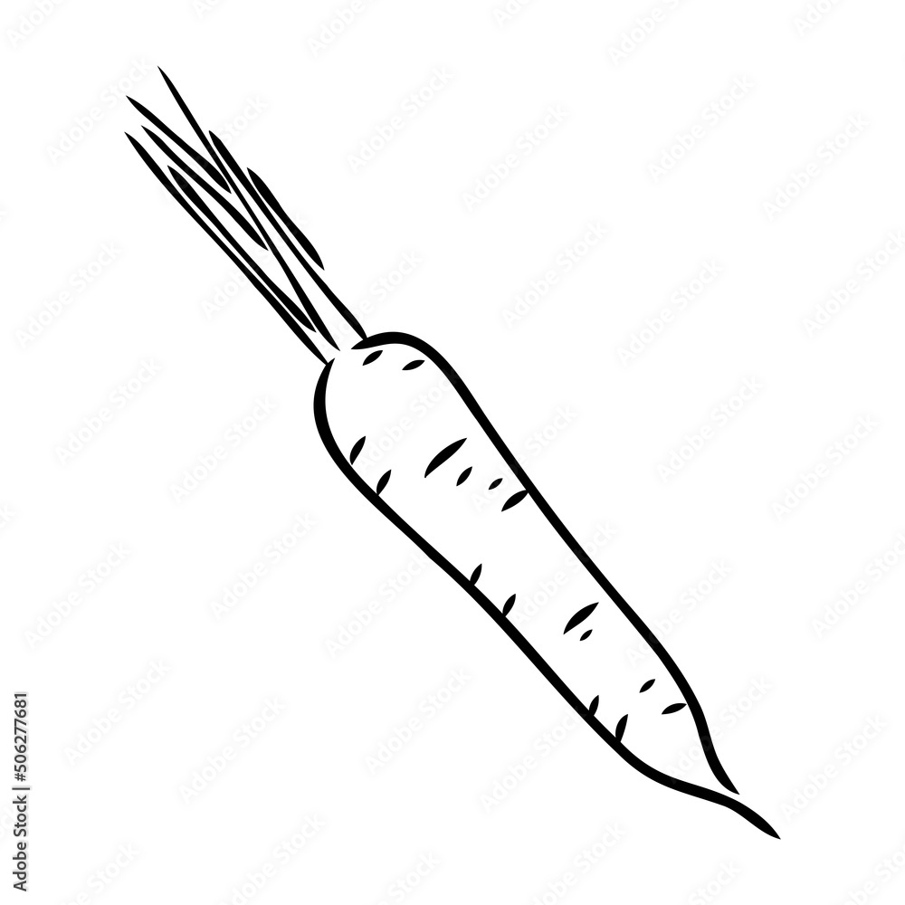 Obraz premium carrot line vector illustration, isolated on white background,top view