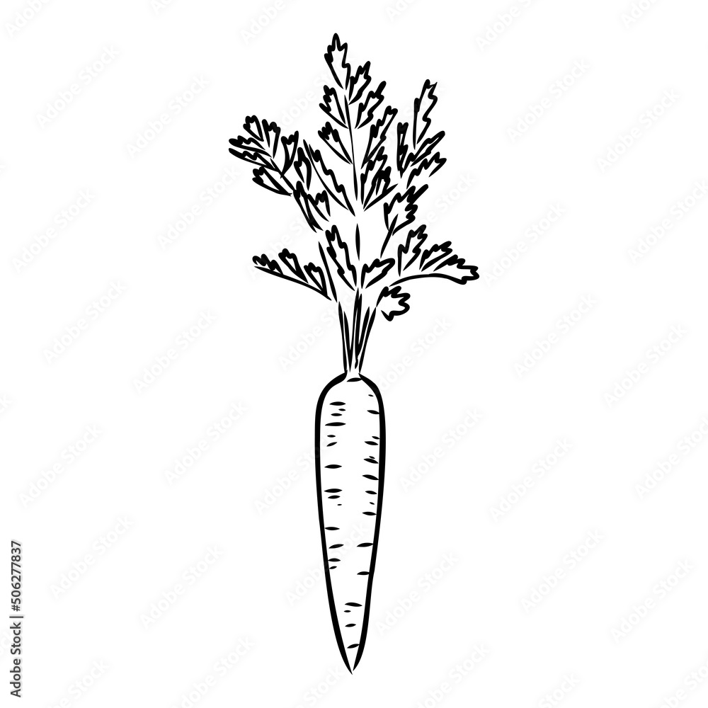 carrot line vector illustration, isolated on white background,top view carrot line vector illustration, isolated on white background,top view