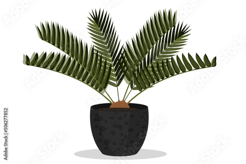 palm tree in a flower pot with decor indoor plant for decoration