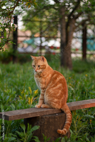 cat in the garden