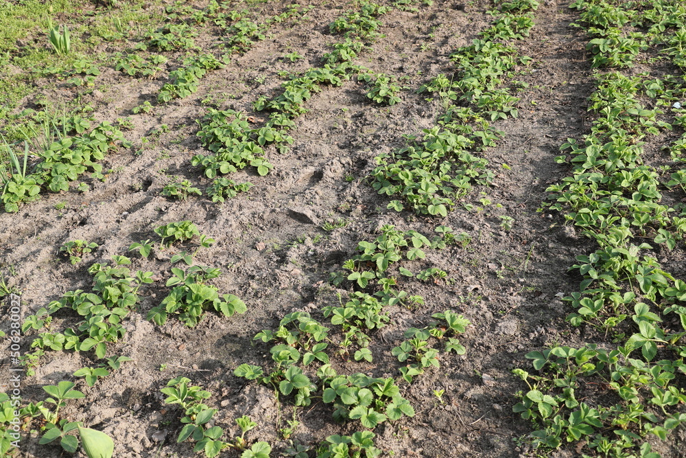 Rows of young green strawberries. Rows of young green strawberries.