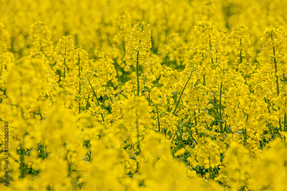 In a flowering rapeseed field. Rapeseed flowers yellow to sun. The farmer grows oilseed rape In a flowering rapeseed field. Rapeseed flowers yellow to sun. The farmer grows oilseed rape