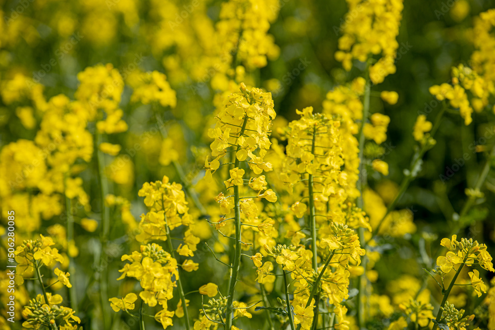 In a flowering rapeseed field. Rapeseed flowers yellow to sun. The farmer grows oilseed rape In a flowering rapeseed field. Rapeseed flowers yellow to sun. The farmer grows oilseed rape