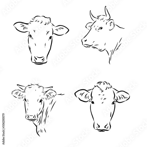 breeding cow. grazing cattle. animal husbandry. livestock. vector sketch on a grey background