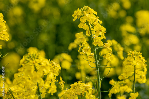In a flowering rapeseed field. Rapeseed flowers yellow to sun. The farmer grows oilseed rape