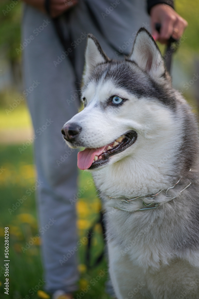Beautiful thoroughbred husky on a walk in the summer park.