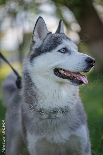 Beautiful thoroughbred husky on a walk in the summer park.