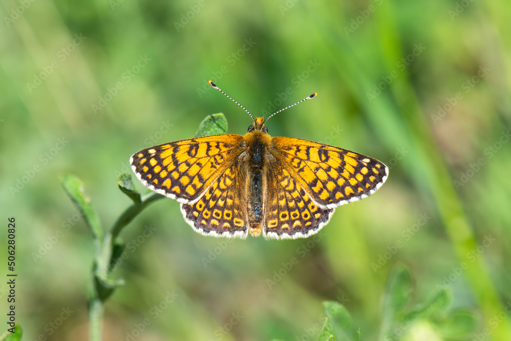 Obraz premium butterfly on a flower